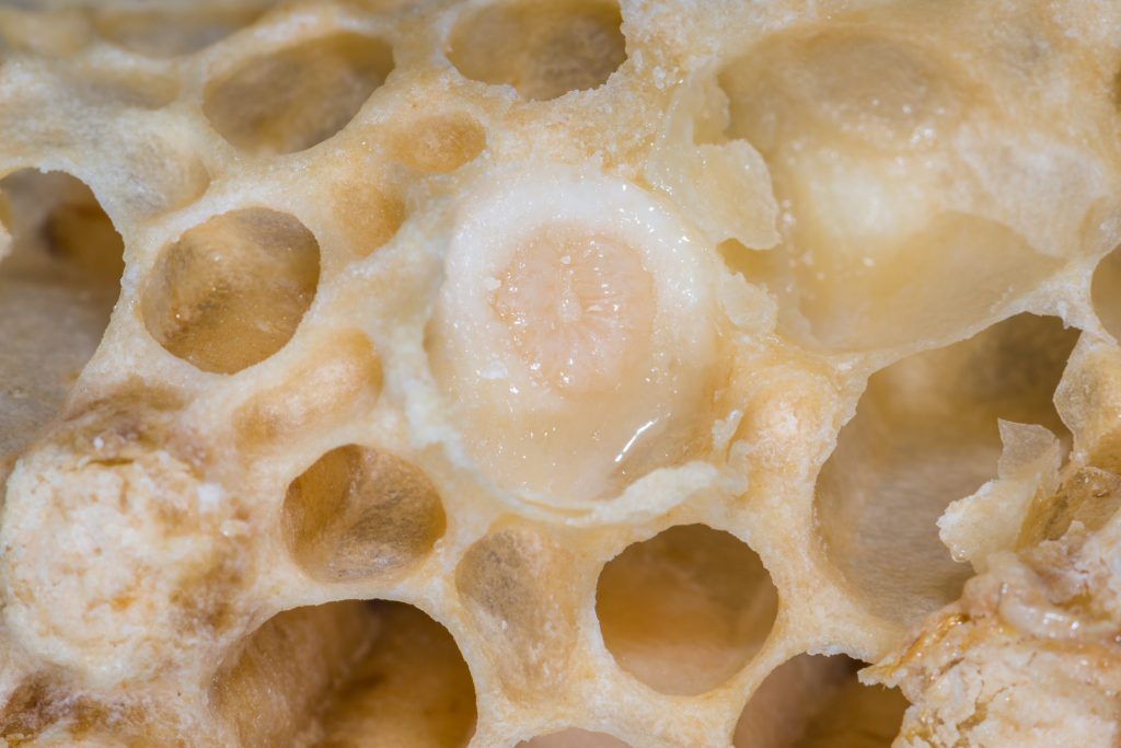 A queen bee larvae covered in royal jelly
