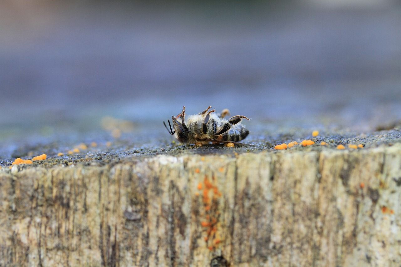 Varroa-Destruktor ist eine der Hauptursachen für die Bienensterblichkeit.