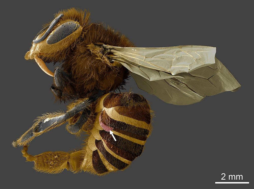 Eine Varroamilbe drückt sich zwischen die Bauchsegmente der Bienen (Pfeil). [Fotonachweis: USDA-ARS, Electron and Confocal Microscopy Unit, Beltsville, Maryland, [1]]