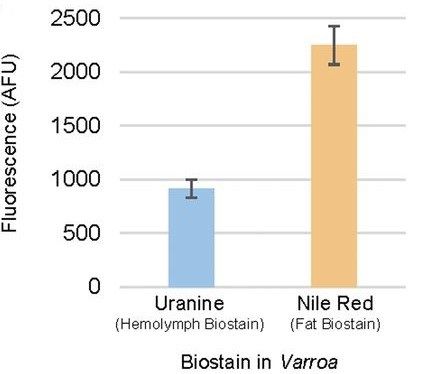 Mean levels of Uranine and Nile red detected in Varroa after 24 h of exposure to stained honeybees. It is evident that the level of fat bodies (Nile red) are higher than that of the hemolymph (Uranine) [1].
