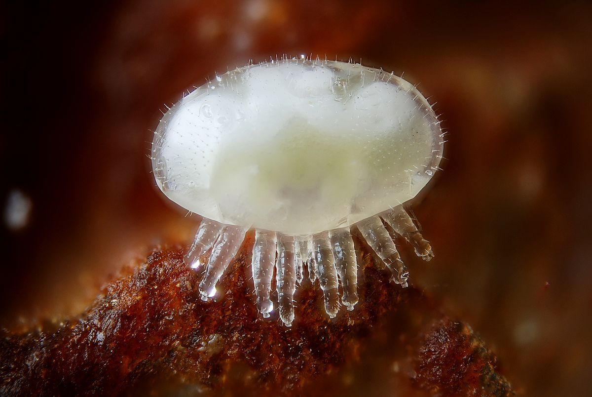 Varroa Destructor in the Deutonymph stage, the final stage before full adulthood.