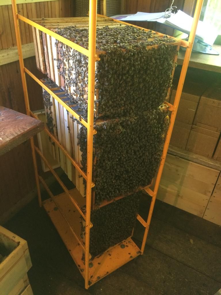 A strong bee colony. In a normal hive, space gets limited when the colony is growing.