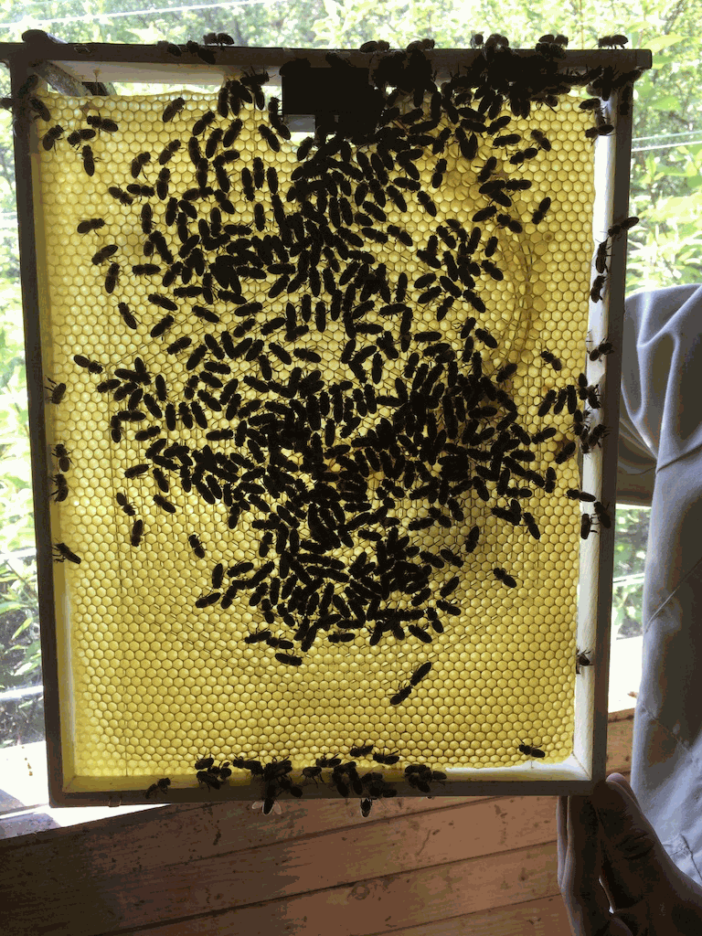 An almost fully built heatable wax comb after only few days in a swarm colony.