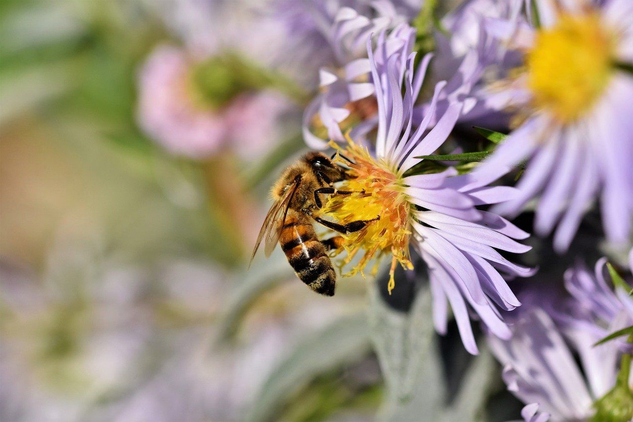 Italienische Bienen haben ein klar erkennbares gelb-braunes Muster