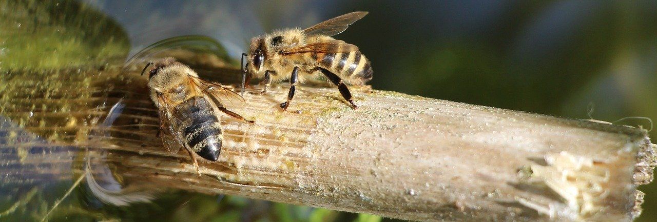 Kleine Äste oder Steine in Wasserlachen ermöglichen es den Bienen, zu trinken ohne hineinzufallen.