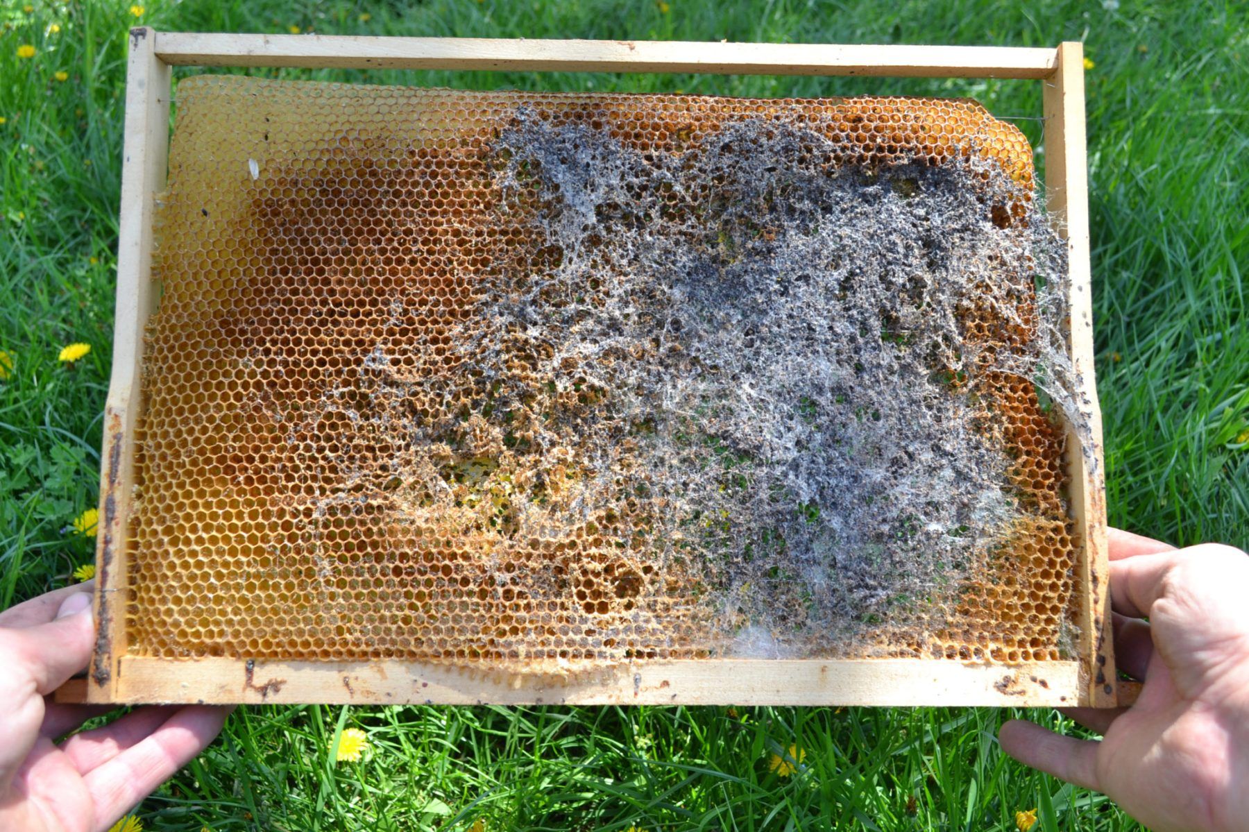 Das Gewebe der Wachsmotten ist für Bienen undurchdringlich, die deshalb fast nichts gegen stark befallene Waben tun können.