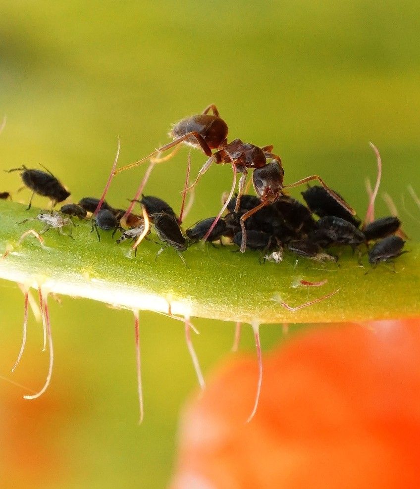 An ant «milking» aphids.