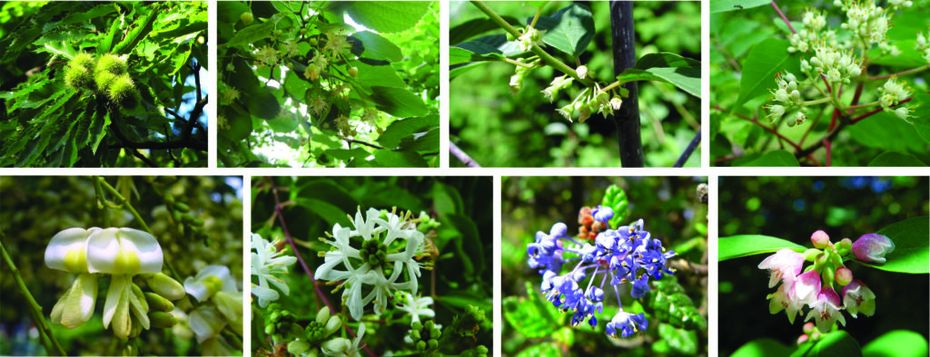 Trees and shrubs; from top-left to bottom-right: Sweet chestnut, Largeleaf linden, Alder buckthorn, Bee-bee tree, Japanese pagoda tree, Seven Son Flower, Santa Barbara Ceanothus, Common snowberry