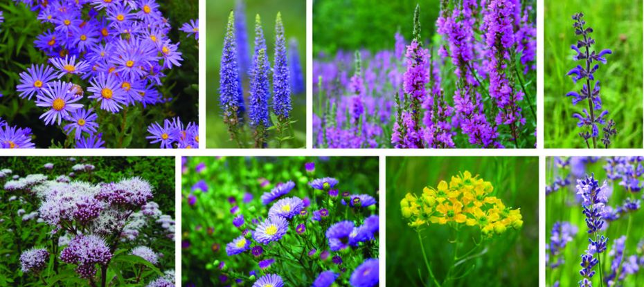 Perennial plants; from top-left to bottom-right: European Michaelmas-daisy, Spiked speedwell, Purple loosestrife, Meadow clary, Holy Rope, New York aster, Common rue, Lavender