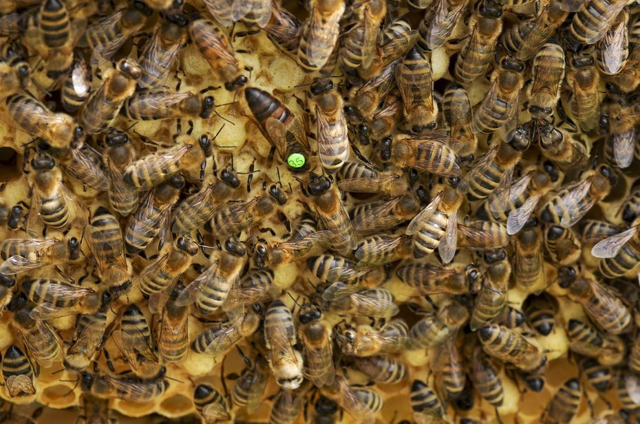Königin mit einem nummerierten Punkt, typischerweise trägt das Plättchen die Farbe des Jahres, in dem die Königin geboren wurde. Die Farbgebung der Markierung von Bienen ist unten im Artikel aufgeführt.