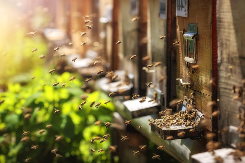 European honeybees are also kept for apiculture in Asia. However, protecting from Varroa and local predators like hornets is difficult and expensive. Although the Asian honeybee produces less honey, because of their resistance against varroa and local predators, they require much less management in Asia.