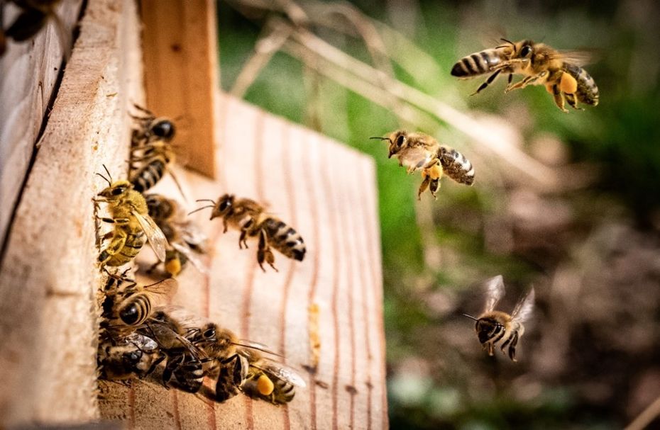 Bees entering and leaving the hive can be counted using image recognition technology.