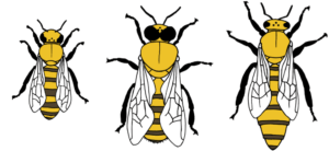 Abbildung 1: Die drei Wesen eines Bienenvolkes. Von links nach rechts: Arbeiterin, Drohn und Königin.
