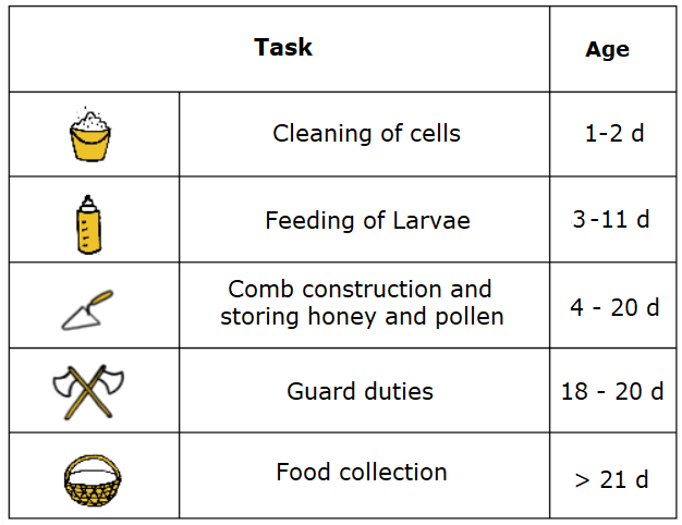 Figure 2: Typical sequence of tasks that workers take on in the course of their lives.