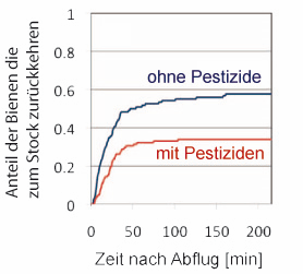 Figure 1: Percentage of workers returning to the hive after collecting food on a pesticide-free field (blue line) or on a field sprayed with thimethoxam (red line). The fact that even in the control group only about 60% of the bees returned to the hive is due to the experimental arrangement – the bees were released at a location not yet known to them and thus had to orient themselves with the help of the sun and landmarks.