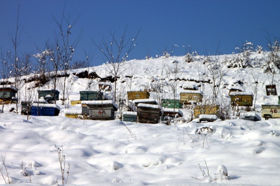 Bee colonies build a «winter-cluster» to sustain cold outside temperatures.
