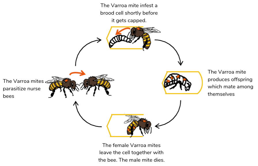 Life cycle of the Varroa destructor