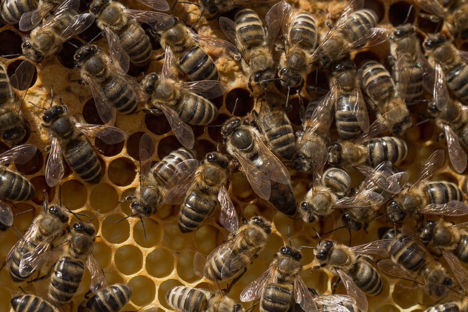 Primer pheromones are mainly released by the queen bee.