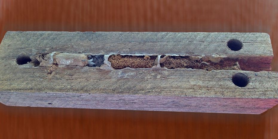 Typical example of a solitary bee nest, with different cells for different larvae.