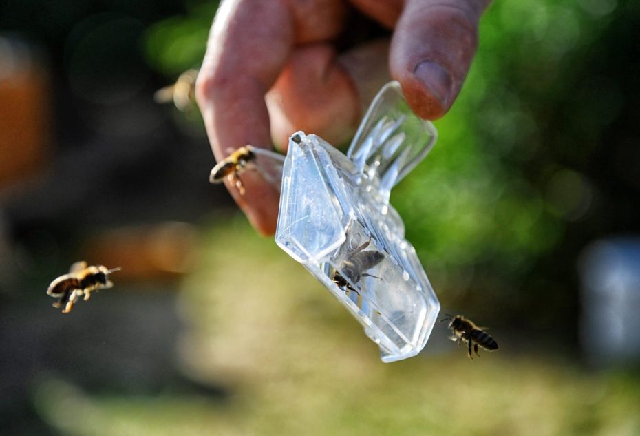 Ein Bienenfänger, dieses Modell ist aus transparentem Kunststoff hergestellt und bietet optimale Sicht auf die Königin.