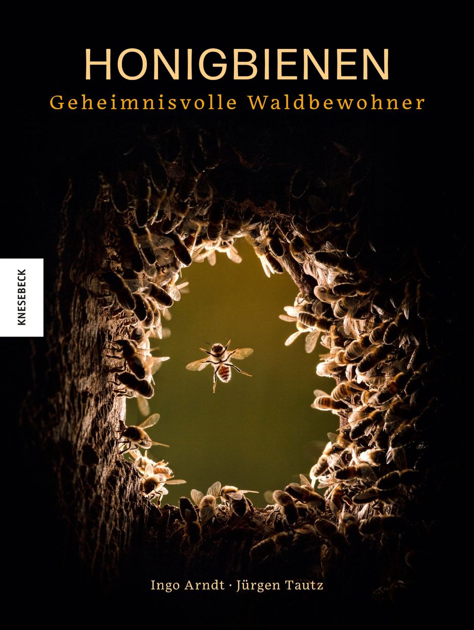Das Cover von «Honigbienen – Geheimnisvolle Waldbewohner»