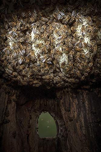Einzug in eine Spechthöhle und Nestbau: Nach einigen Tagen der Bautätigkeit werden die ersten Waben zwischen den Bienenkörpern für den Beobachter sichtbar.