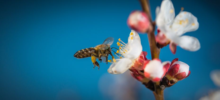 Eine Honigbiene sammelt Pollen aus der Blüte von Pflanzen.