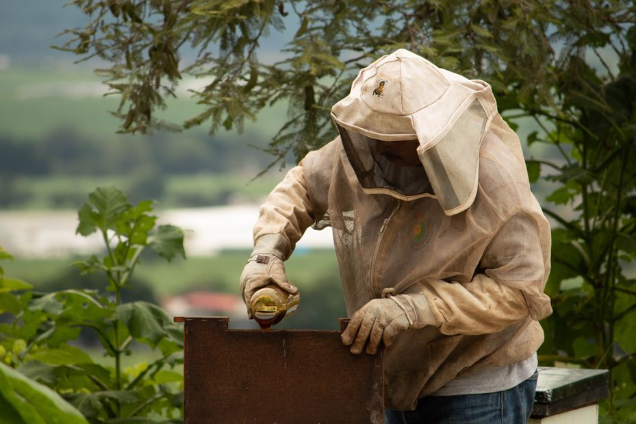 Beekeeper feeding honey to the bees
